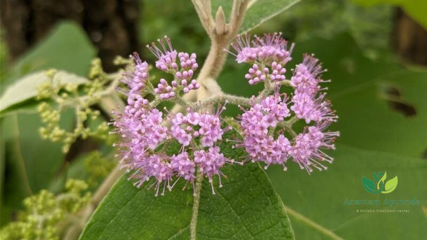 Priyangu (Callicarpa macrophylla)