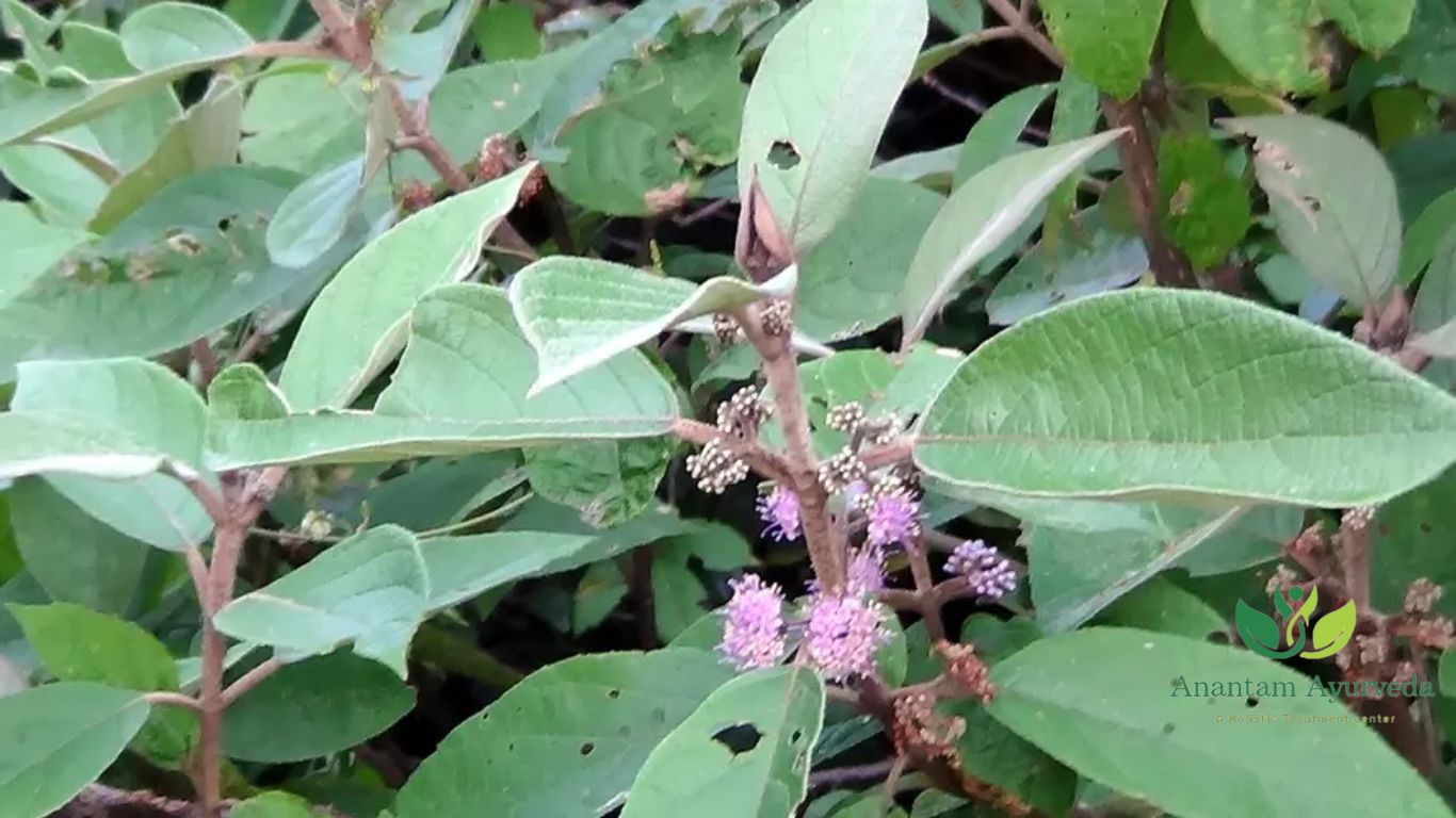 Callicarpa macrophylla