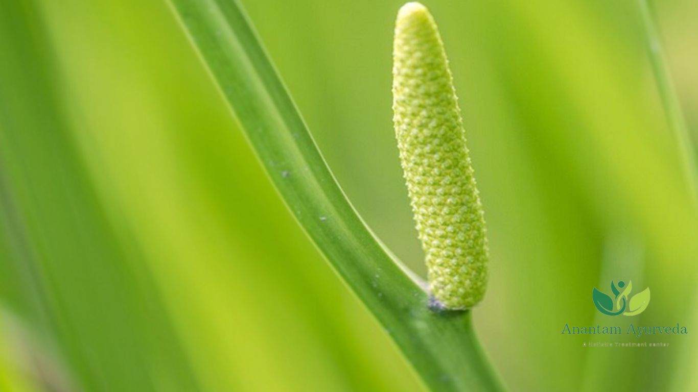 Vacha (Acorus calamus)