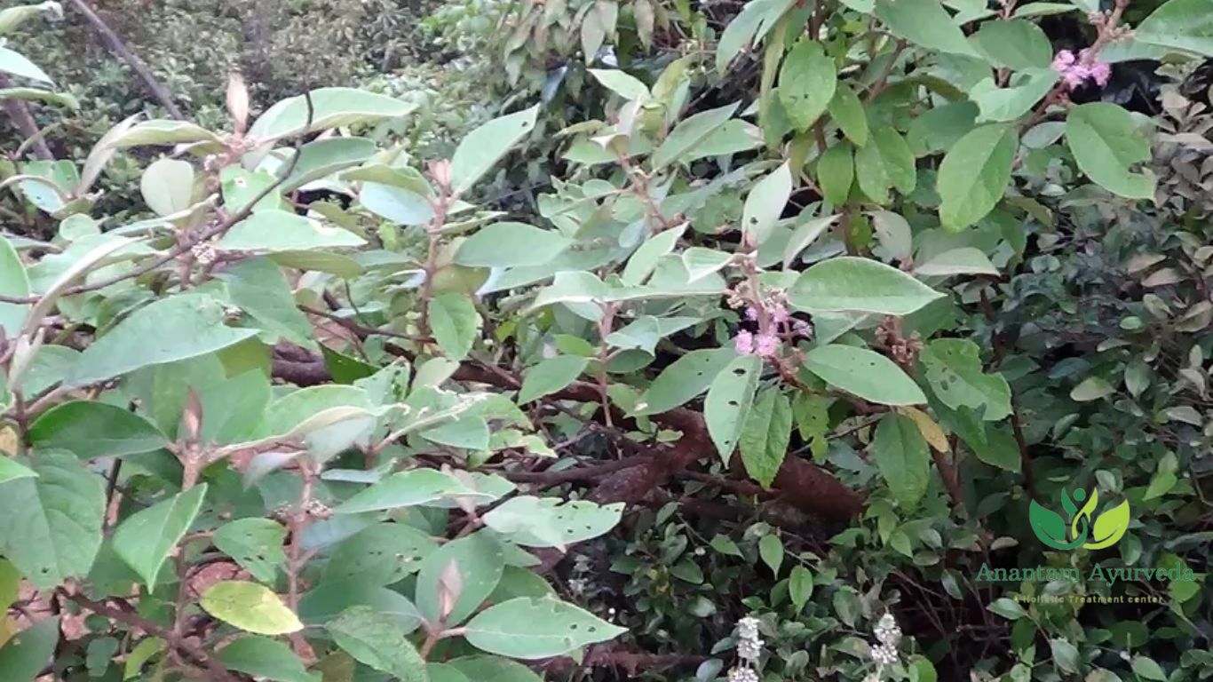 Callicarpa macrophylla