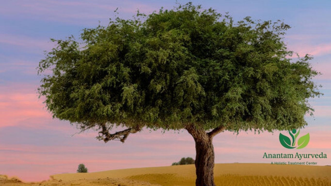 Shami Tree (Prosopis cineraria)