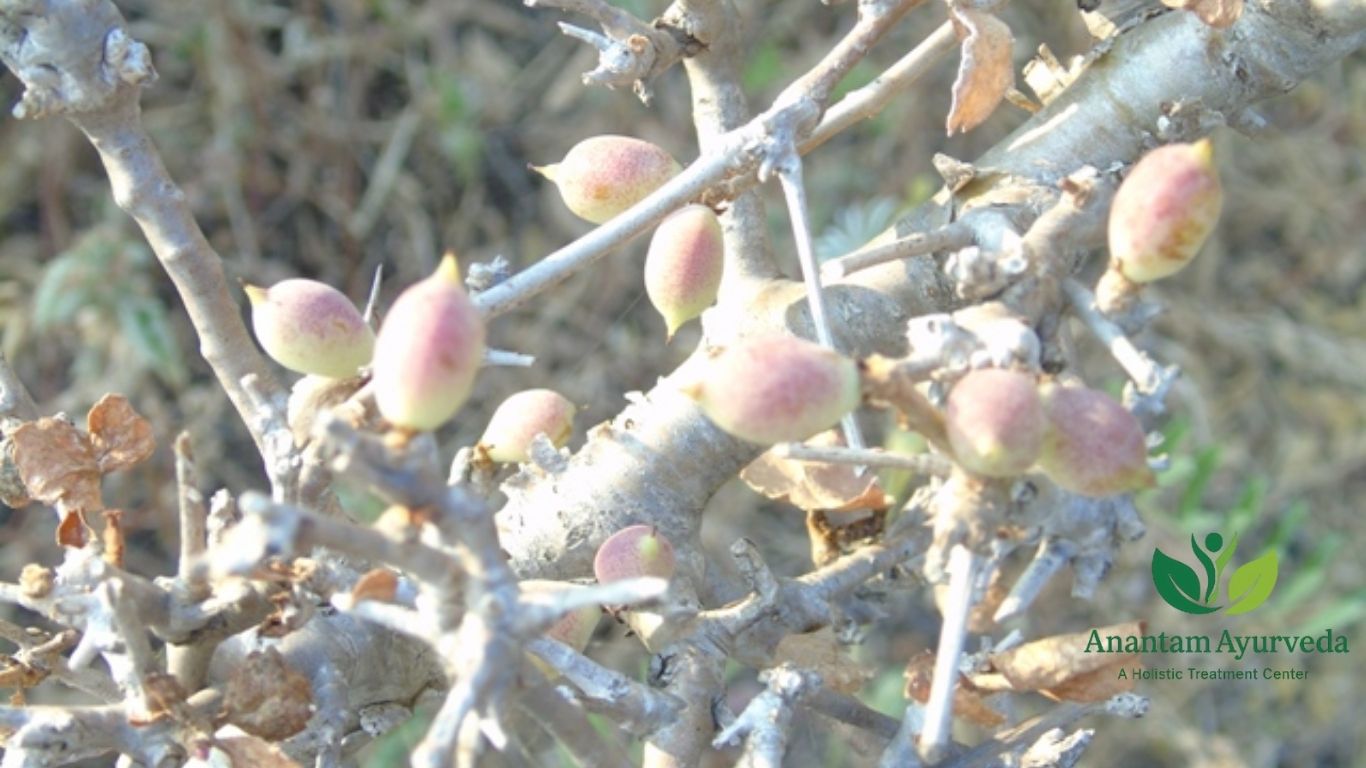 Guggul (Commiphora mukul)