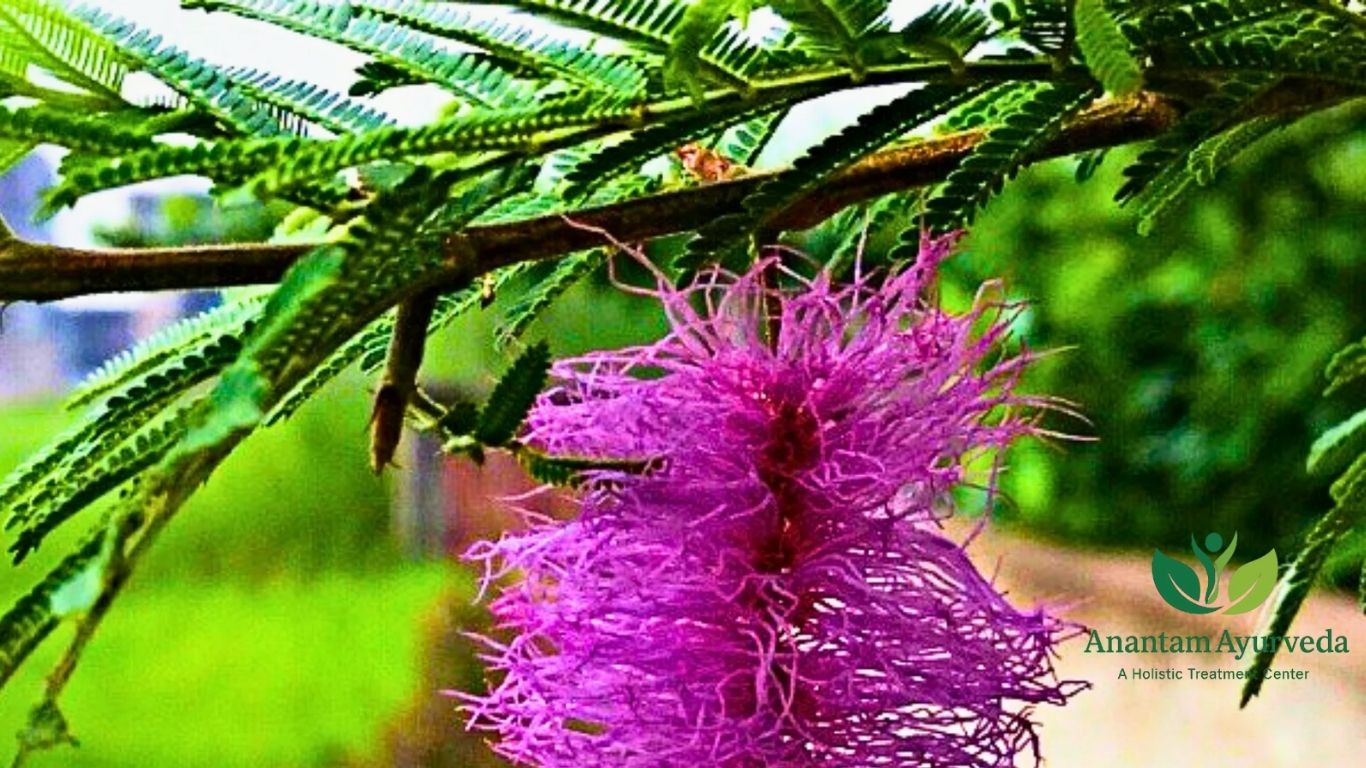 Prosopis cineraria