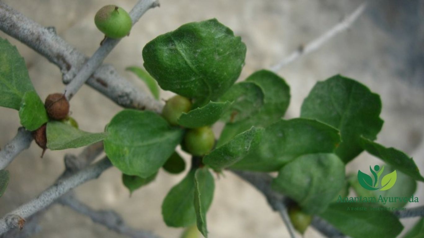 Commiphora mukul