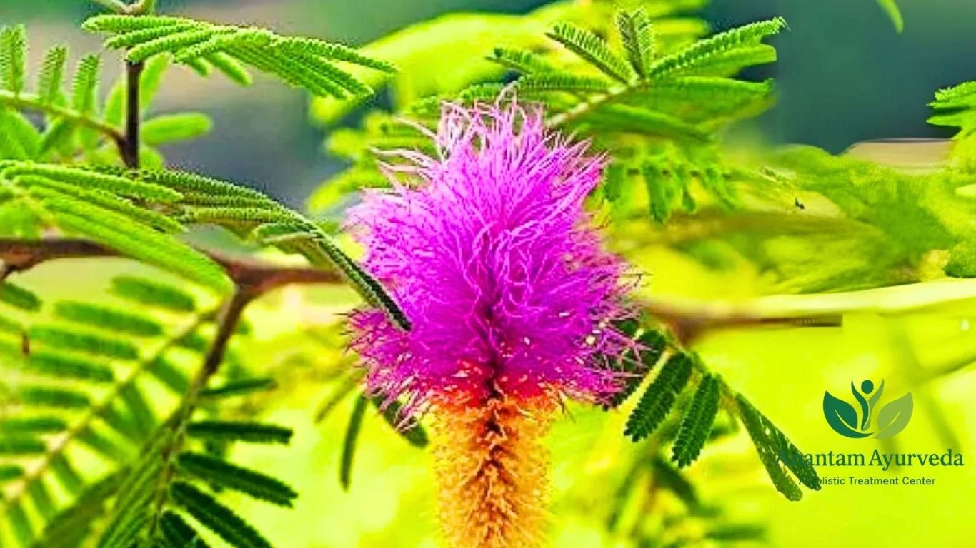 Prosopis cineraria