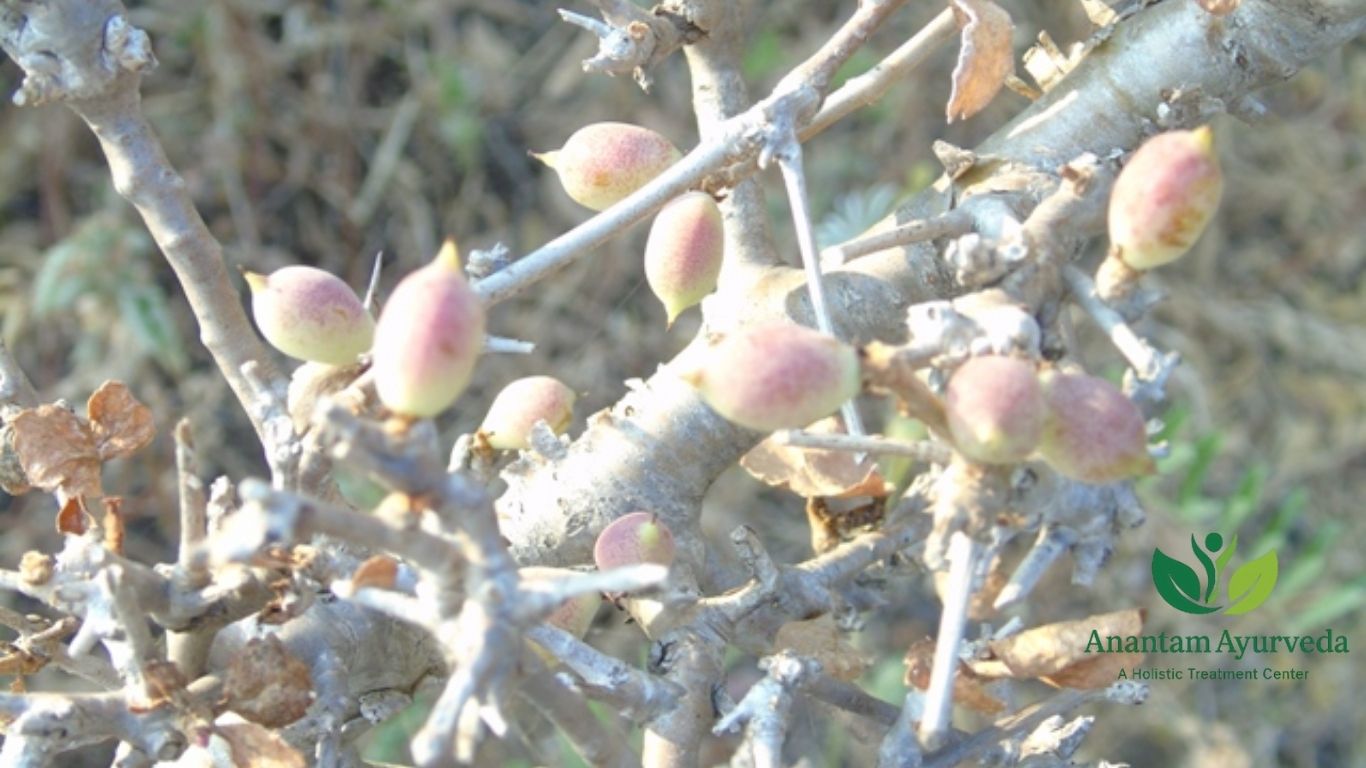 Commiphora mukul