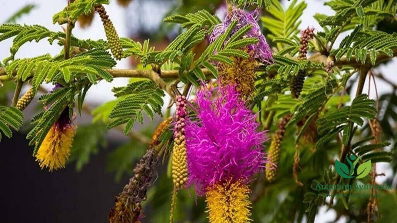 Prosopis cineraria