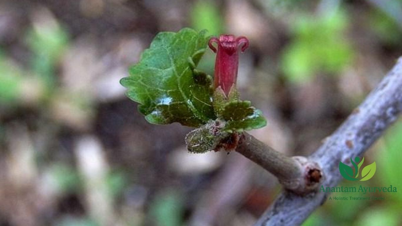 Commiphora mukul