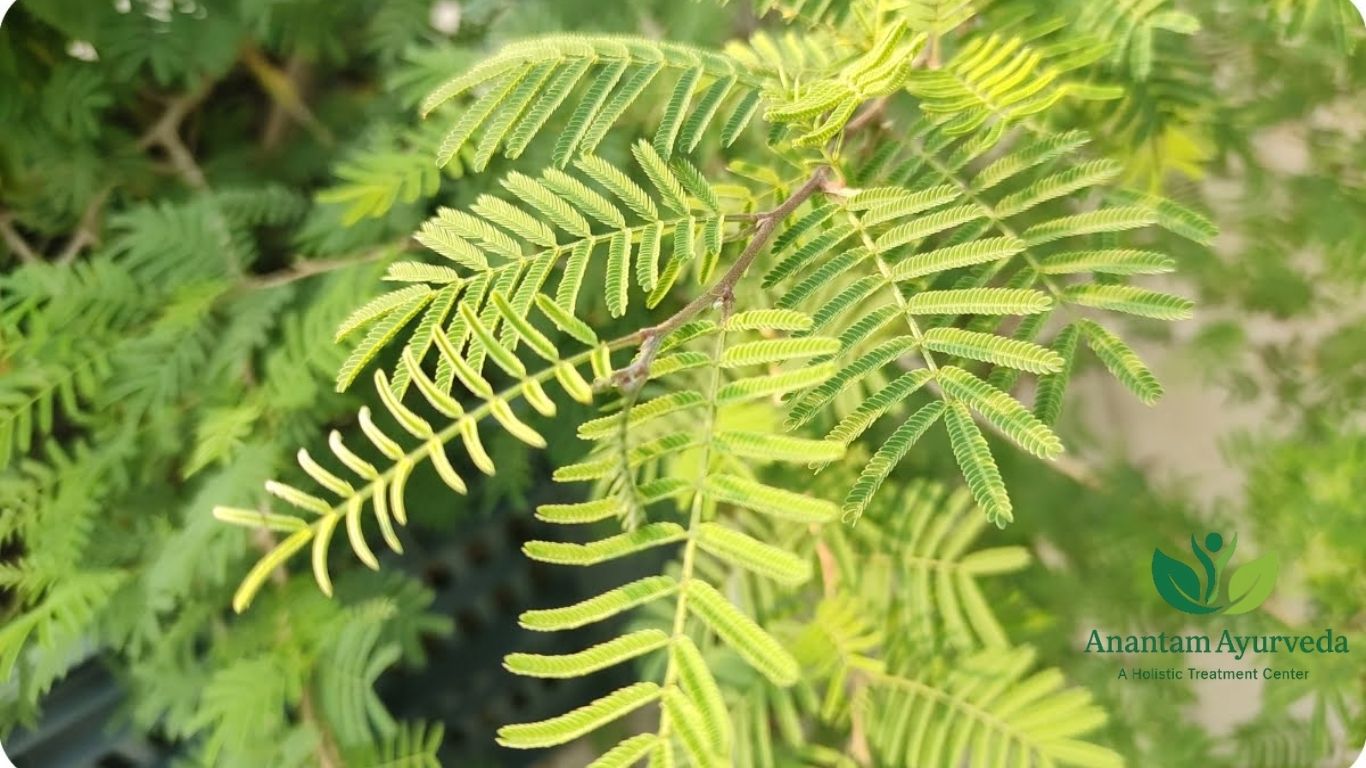 Shami Tree (Prosopis cineraria)