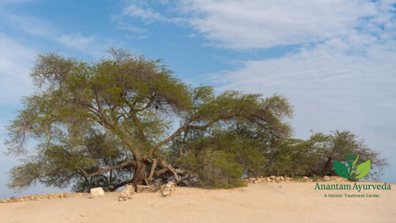 Shami Tree (Prosopis cineraria)