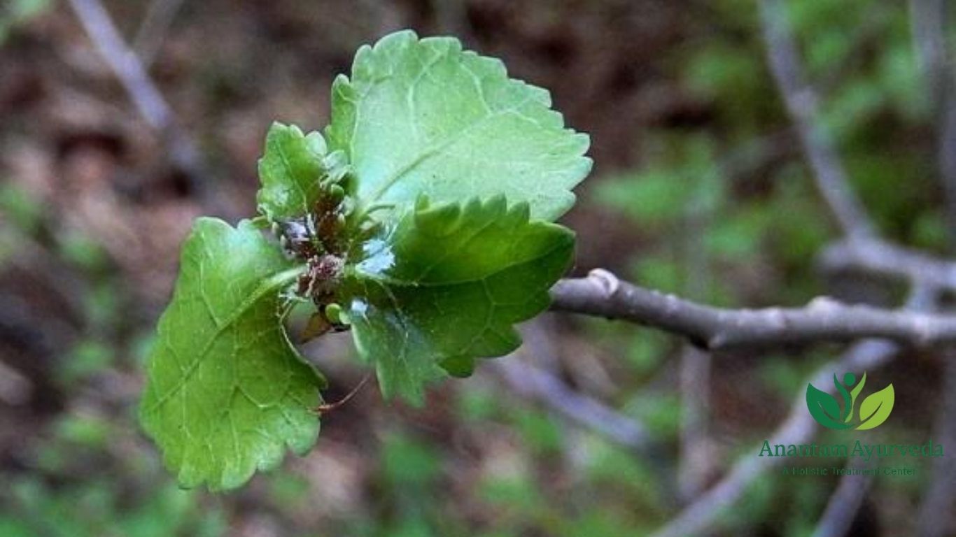 Commiphora mukul
