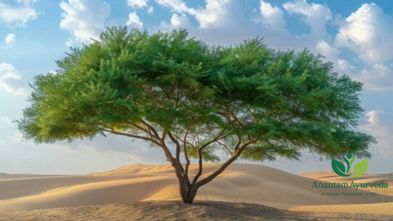Shami Tree (Prosopis cineraria)