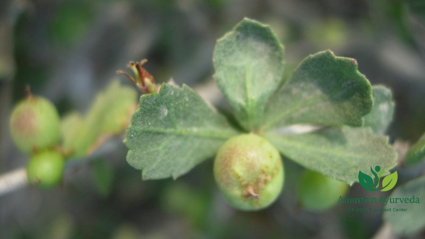 Guggul (Commiphora mukul)