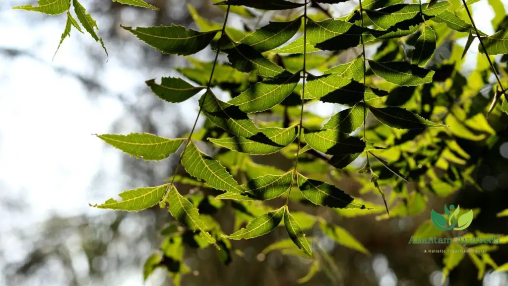 Benefits of Drinking Boiled Neem Leaves Water Anantam Ayurveda