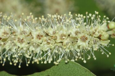 Terminalia Aarjuna