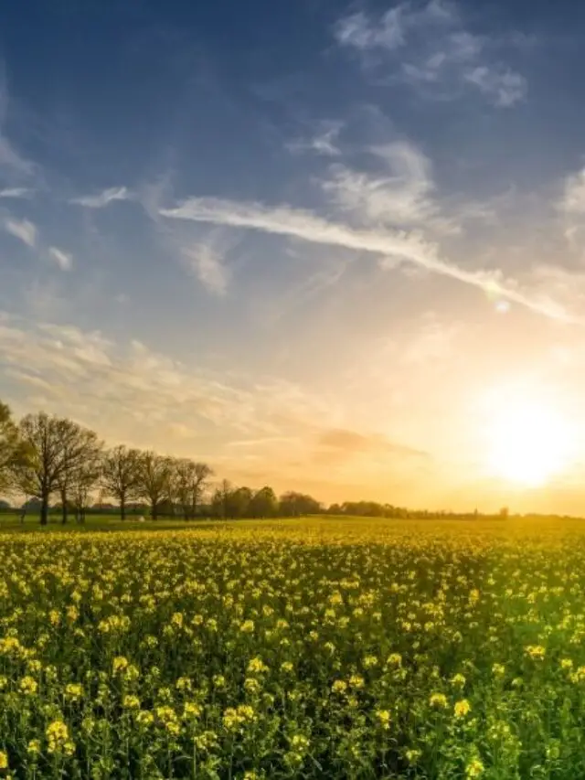 Ayurvedic Lifestyle Practices