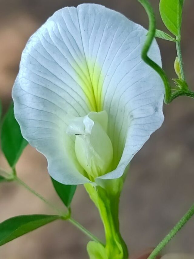 How to Use Aparajita (Clitoria ternatea)?