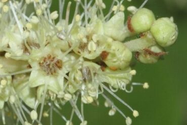 Terminalia Aarjuna