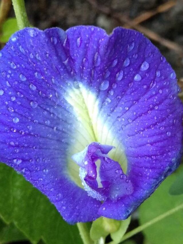 Benefits of Aparajita (Clitoria ternatea)