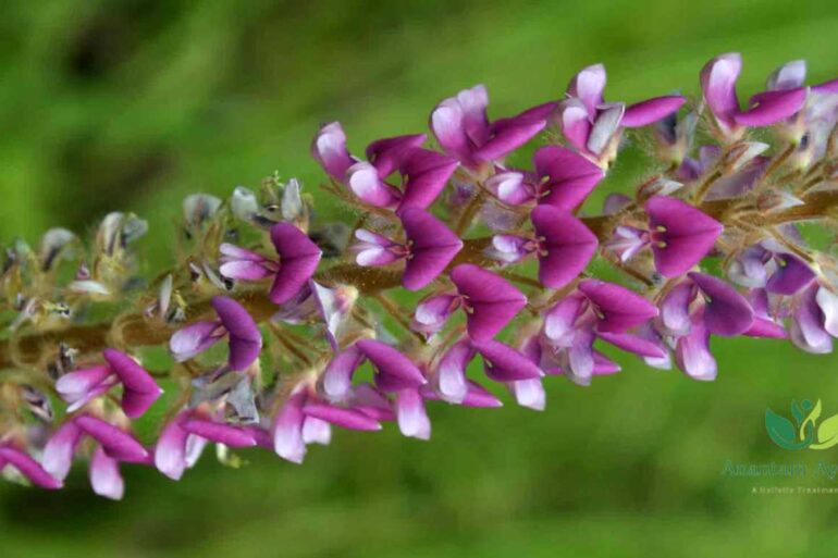 Prishniparni (Uraria picta)