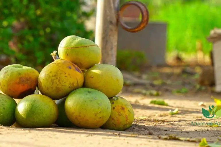 Bilva(Aegle marmelos) DASHMOOL