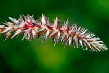 Apamarg (Achyranthes aspera)