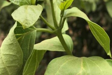 Agnimantha (Clerodendrum phlomidis)