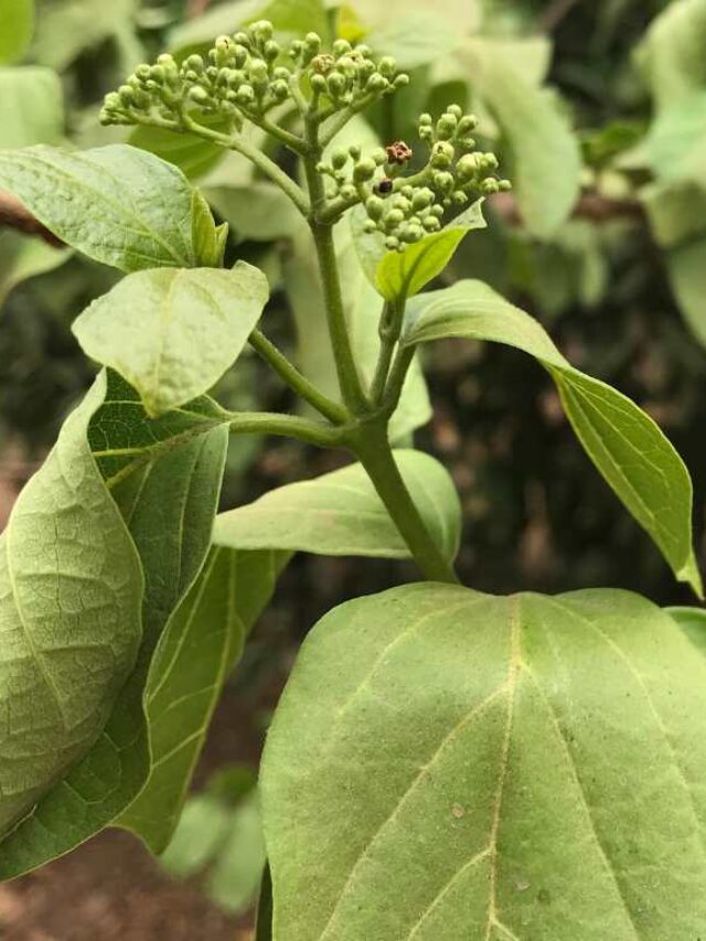 How to Use Agnimantha (Clerodendrum phlomidis)