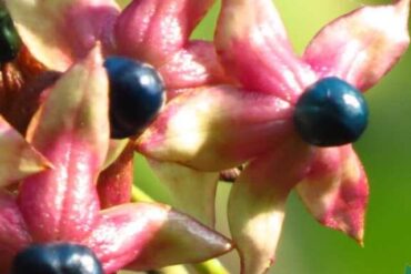 Agnimantha (Clerodendrum phlomidis)