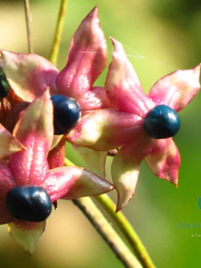 Health Benefits of Agnimantha (Clerodendrum phlomidis)