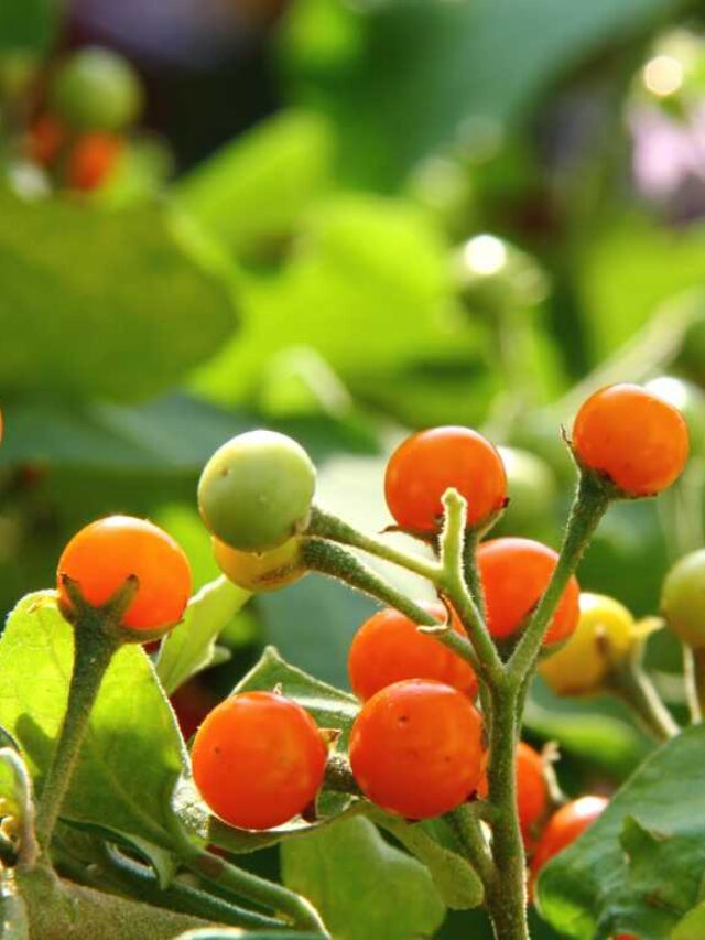 Health Benefits of Brihati (Solanum indicum)
