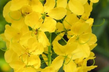 Amaltas (Cassia fistula): The Golden Shower Tree