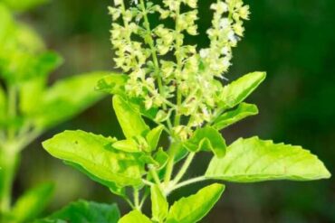 Tulsi (Holy Basil) Ocimum sanctum