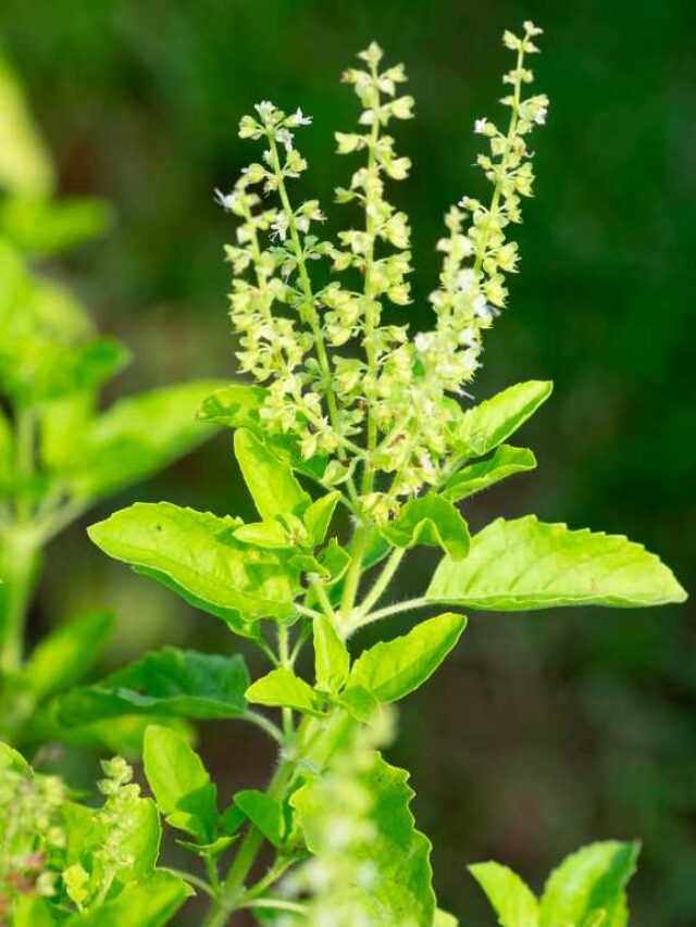 Health Benefits of Tulsi for Heart, Lungs and Immunity