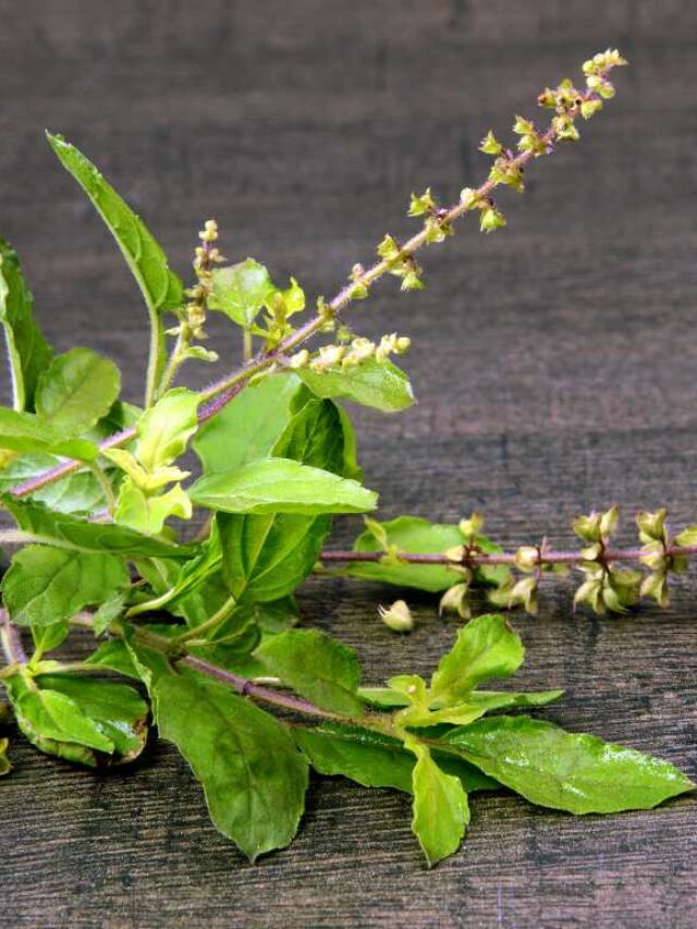 How to Use Tulsi