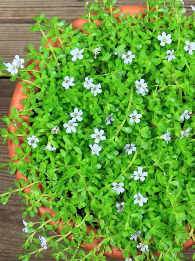 How to Use Brahmi for Brain Health