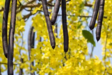 Amaltas(Cassia fistula)