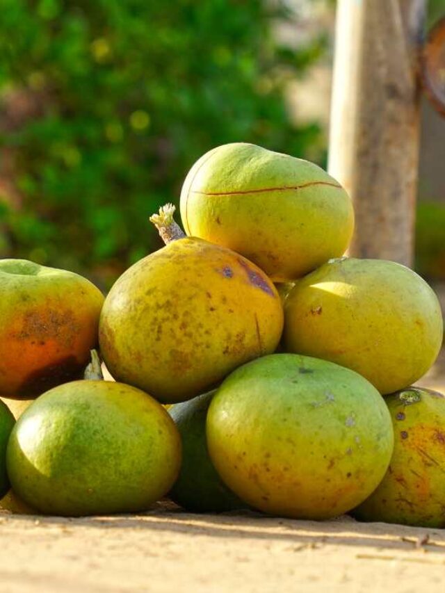 Health Benefits of Bilva (Aegle marmelos)