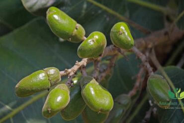 Bhilawa/Bhallataka (Semecarpus anacardium)