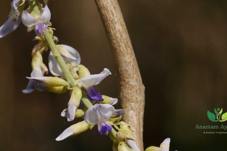 Vidarikand (Pueraria tuberosa)