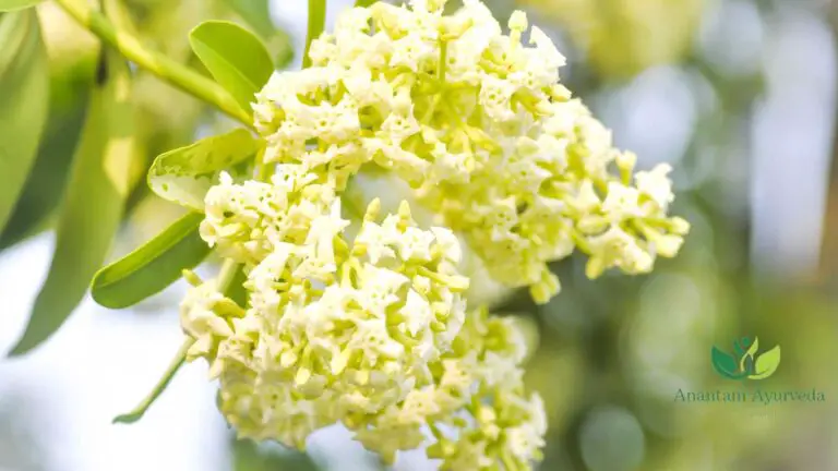 Saptaparni Alstonia Scholaris Why It Is Called Devil s Tree 