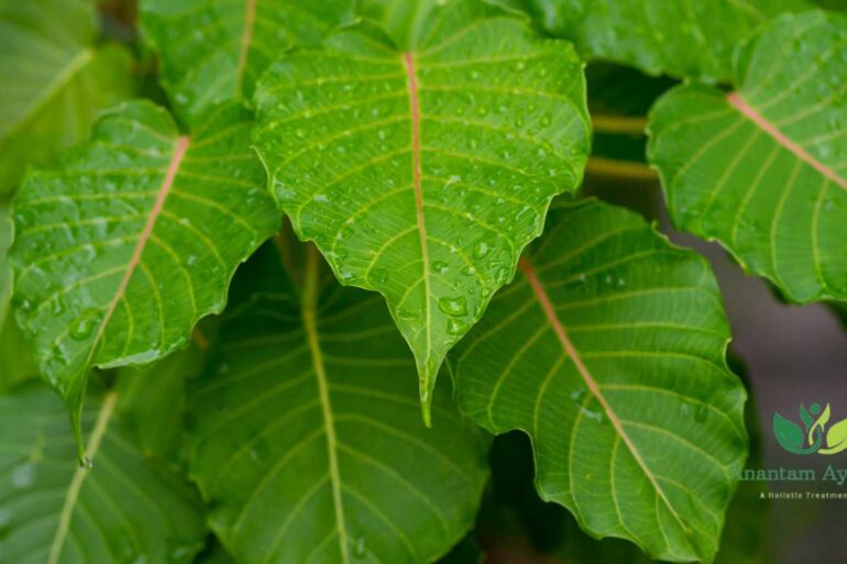 Aswatha (Ficus Religiosa)