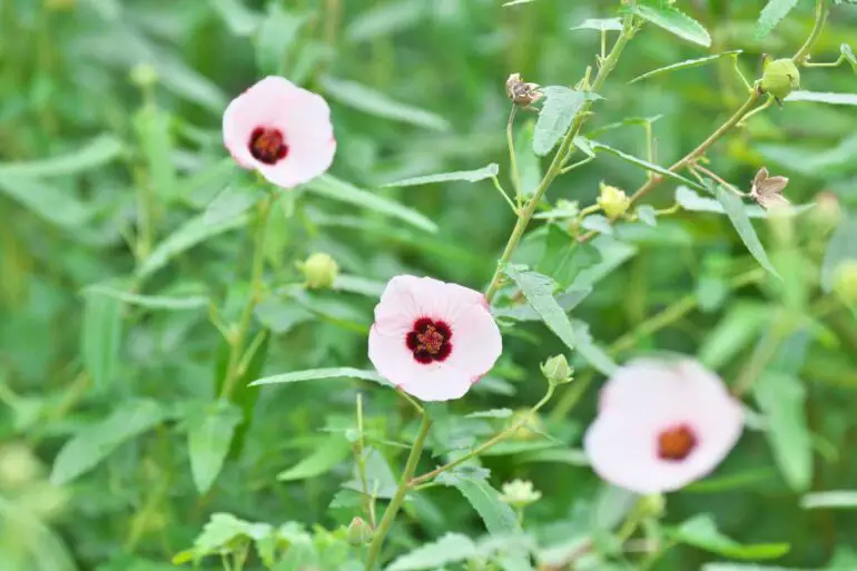 Hrivera (Pavonia odorata)