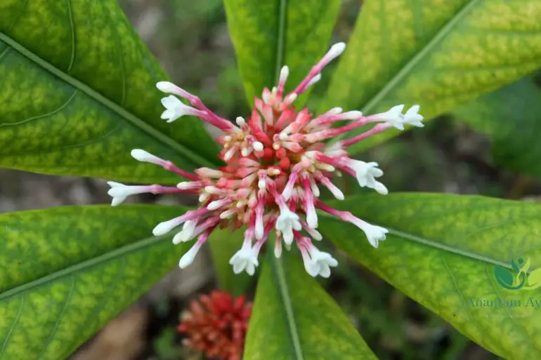 Sarpagandha (Rauvolfia serpentina)