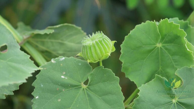 Atibala (Abutilon Indicum): Qualities, Health Benefits & Uses - Anantam ...