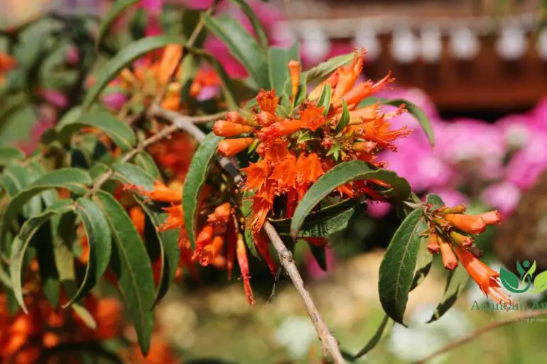 Dhataki (Woodfordia Fruticosa)