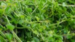 Hadjod (Cissus Quadrangularis): Health Benefits & How to Use - Anantam ...