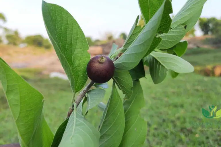 Ankol (Alangium salvifolium)