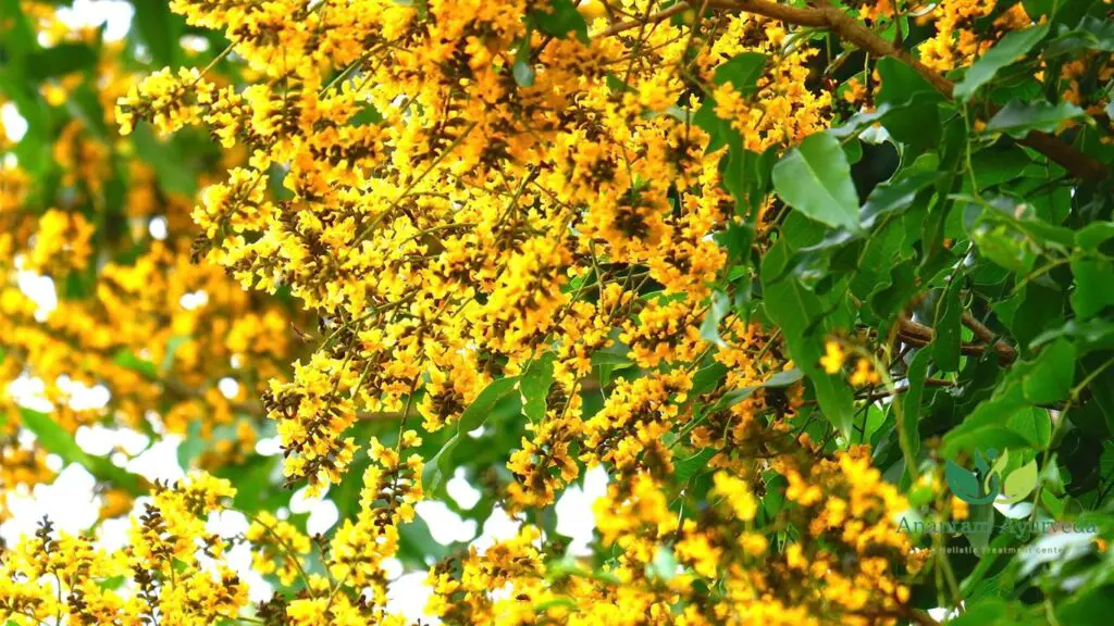 Vijaysar (Pterocarpus marsupium): Vijaysar Wood Glass Benefits ...