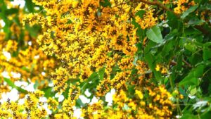 Vijaysar (Pterocarpus marsupium): Vijaysar Wood Glass Benefits